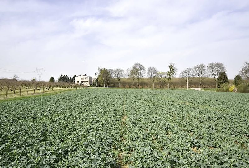 Segment Nieruchomości Dominik Rodzik